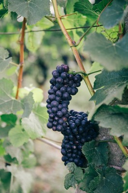 VERENA MÜLLER  Fotografie