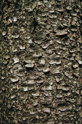 VERENA MÜLLER  Fotografie