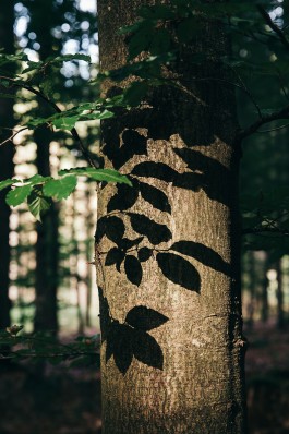 VERENA MÜLLER  Fotografie