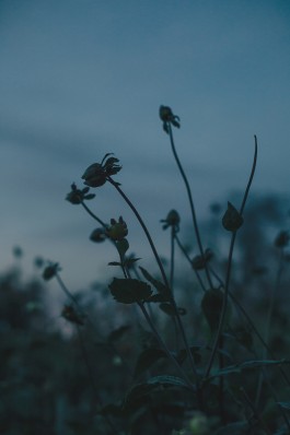 VERENA MÜLLER  Fotografie