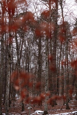 VERENA MÜLLER  Fotografie