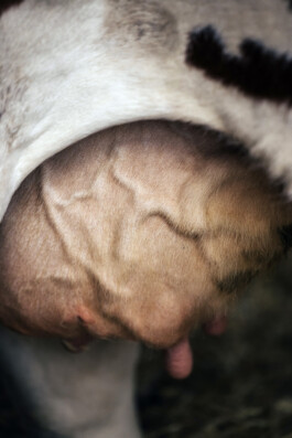 VERENA MÜLLER  Fotografie