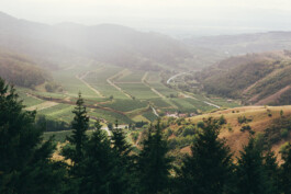 VERENA MÜLLER  Fotografie