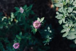 VERENA MÜLLER  Fotografie