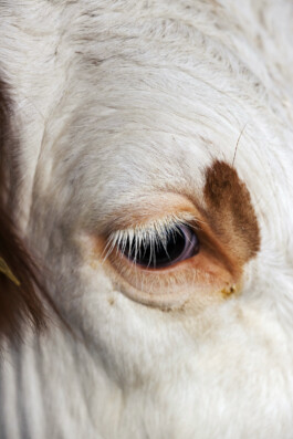 VERENA MÜLLER  Fotografie