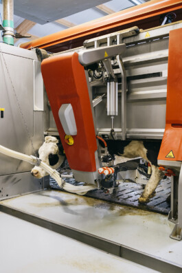 VERENA MÜLLER  Fotografie