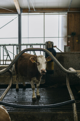 VERENA MÜLLER  Fotografie