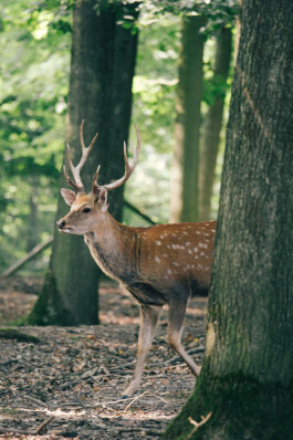 VERENA MÜLLER  Fotografie