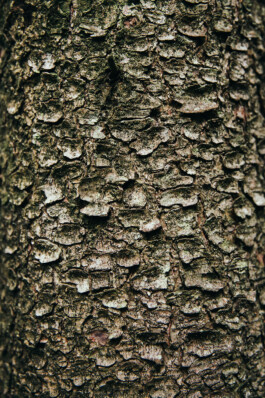 VERENA MÜLLER  Fotografie