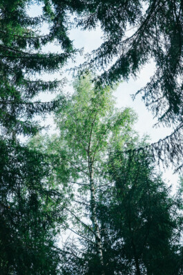 VERENA MÜLLER  Fotografie